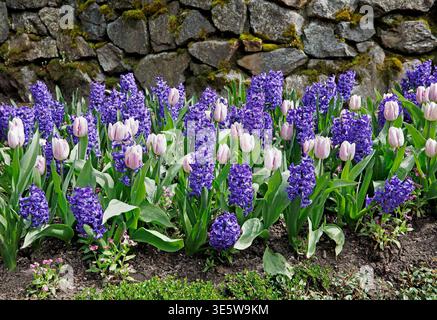 Lila Hyazinthen und rosa Tulpen in einem Frühlingsblumenbeet in den Butchart Gardens, Vancouver Island, BC, Kanada Stockfoto