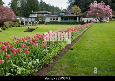 Frühlingstulpen und grüner Rasen vor dem Restaurant in den Butchart Gardens auf Vancouver Island, British Columbia, Kanada Stockfoto