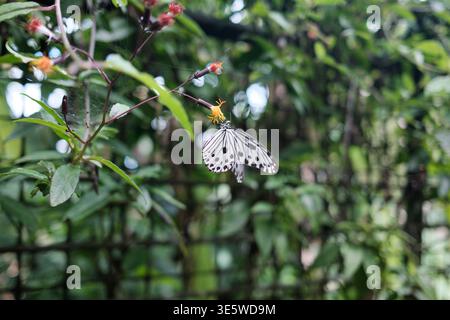 Weißer Schmetterling mit schwarzen Flecken auf Blattästen. Daneben blüht eine kleine gelbe Blume. Grünes Laub bildet einen weichen, verschwommenen Hintergrund. Natur d Stockfoto