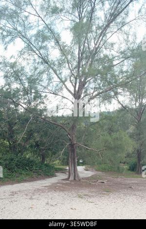 Der große Baum steht allein auf dem Schotterweg. Sattes grünes Laub umrahmt die Szene. Die natürliche Kulisse umfasst weit entfernte Hügel und Sträucher. Der Baumstamm zeigt ein Zeichen Stockfoto