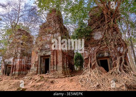 Baumwurzeln, die um einen Turm mit Ruinen des Prasat-Pram-Tempels in Koh Ker, Siem Reap, Kambodscha, gewickelt sind Stockfoto