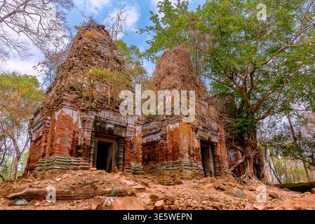Baumwurzeln, die um einen Turm mit Ruinen des Prasat-Pram-Tempels in Koh Ker, Siem Reap, Kambodscha, gewickelt sind Stockfoto