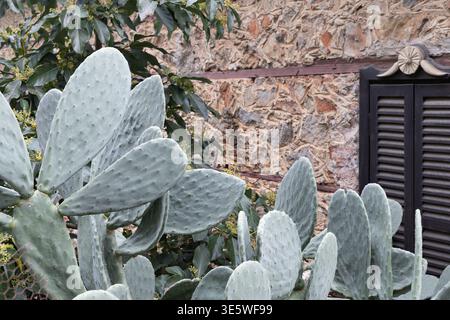 Feigenkaktus vor rustikaler Steinmauer mediterranes Gartenpflanzenkonzept Stockfoto