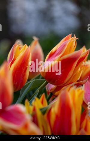 Orangen-, Gelb- und rosafarbene Tulpen blühen aus nächster Nähe und zeigen ihre strahlenden Blütenblätter und sich entwickelnden Knospen im weichen Sonnenlicht, symbolisch Stockfoto
