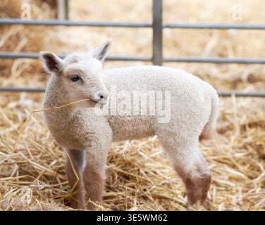 Im Freien, Fütterung und Heu auf der Ranch, Viehlebensraum und Tierhaltung für die Wollproduktion. Scheune, nachhaltige Landwirtschaft und Schafe mit Stockfoto