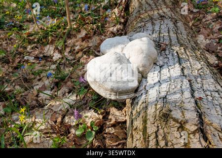 Nahaufnahme eines großen weißen Klappenpilzes, der auf einem umgestürzten Baumstamm in einem Wald wächst, umgeben von Blättern und Frühfrühlingsblumen. Stockfoto