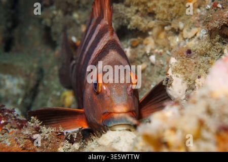Rote Moki Chirodactylus spectabilis, die nachts am Riff ruhen, gemäßigte Meeresfische, Breaker Bay Wellington Neuseeland Stockfoto