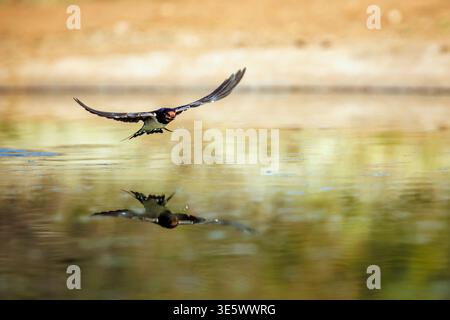Drahtseilschwalbe fliegt über Wasserloch und trinkt im Greater Kruger National Park, Südafrika; Specie Hirundo smithii Familie der Hirundinidae Stockfoto
