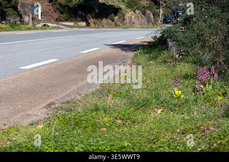 Himantoglossum robertianum, auch bekannt als Barlia robertiana Orchideen, die an einem Straßenrand mit asphaltierter Straße wachsen Stockfoto