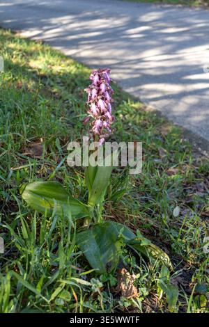 Himantoglossum robertianum, auch bekannt als Barlia robertiana Orchideen, die an einem Straßenrand mit asphaltierter Straße wachsen Stockfoto