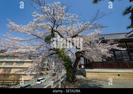 Frühlings-Sakura-Blüten blühen auf einem großen Baum vor einem klaren blauen Himmel Stockfoto