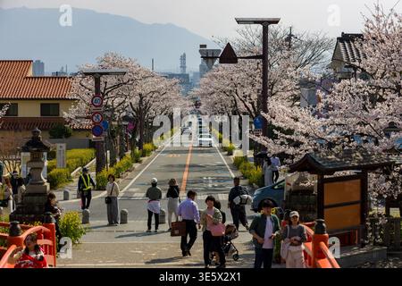 Die Frühlingsszene in Kofu zeigt Sakura-Bäume in voller Blüte entlang einer stark befahrenen Stadtstraße Stockfoto