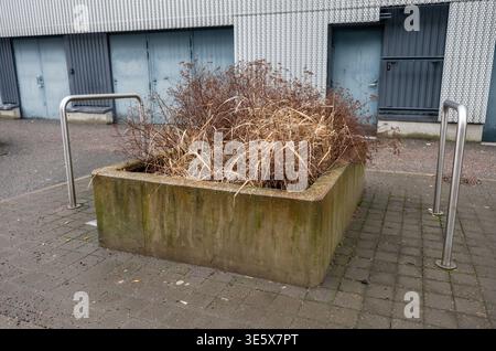 Städtischer Betontopf mit trockenem Gras und Sträuchern im Innenhof mit minimalistischer Architektur Stockfoto