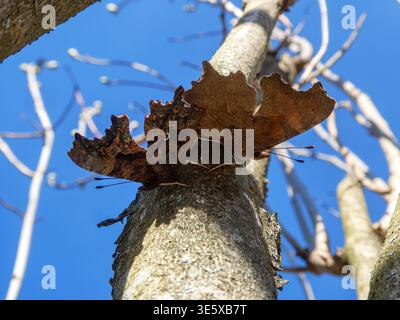 Komma-Schmetterlinge paaren sich auf Baumstamm vor klarem blauen Himmel Stockfoto