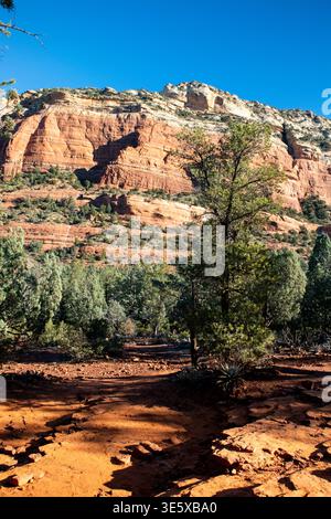 Rote Felswand, die sich über Wüstenwald und rauem Gelände erhebt Stockfoto