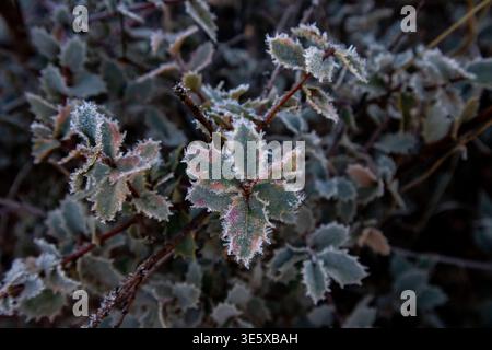 Frostbedeckte Wüstenblätter am kalten Morgen in der hohen Wüste Stockfoto