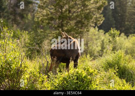 Elchkalb in sonnendurchfluteter Wildnis, die über den Rücken blickt Stockfoto