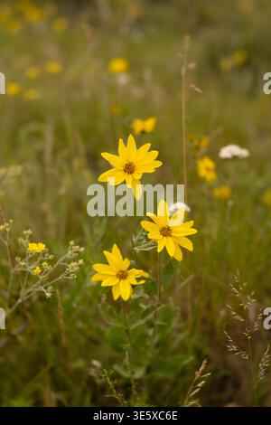 Gelbe herzblättrige Arnika-Wildblumen blühen im Bergfeld Stockfoto