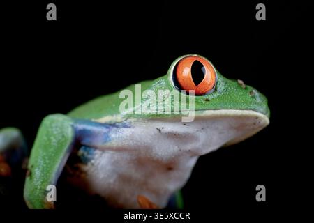 Nahaufnahme von einem rotäugigen Baumfrosch Stockfoto