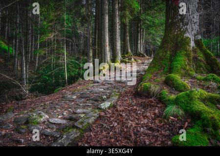Historischer gepflasterter Weg, Teil des Circuito delle Cappelle, der sich durch alte moosbedeckte Bäume im weltlichen Wald von Vallombrosa in der Nähe von Florenz, Valdarno, Toskana schlängelt Stockfoto
