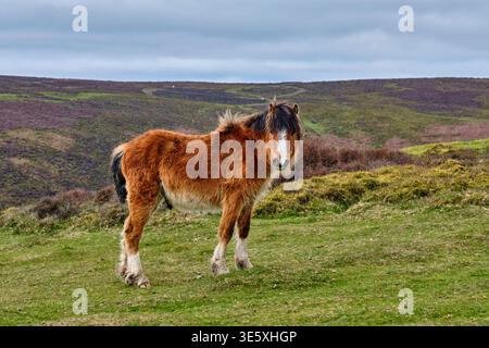 Pony auf dem Long Mynd in der Nähe von Round Hill, Little Stretton, Church Stretton, Shropshire Stockfoto