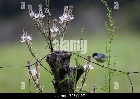 Sardischer Grasfänger, Curruca melanocephala, auf einem Drahtzaun, Paratge Natural de la Serra de Tramuntana, Mallorca, Spanien. Stockfoto