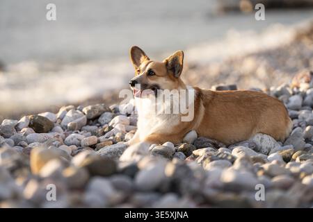 Pembroke Welsh Corgi liegt bequem am Pebble Beach mit sanften Meereswellen dahinter Stockfoto