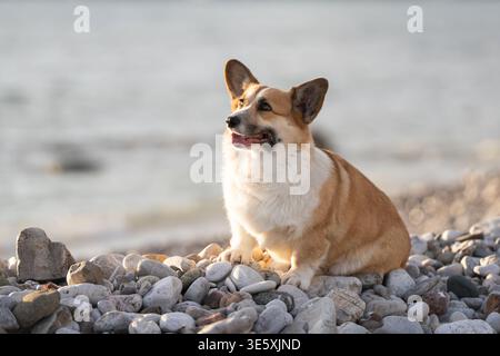 Das lächelnde Pembroke Waliser Corgi sitzt am Rocky Beach mit entspanntem Ausdruck am Meer Stockfoto