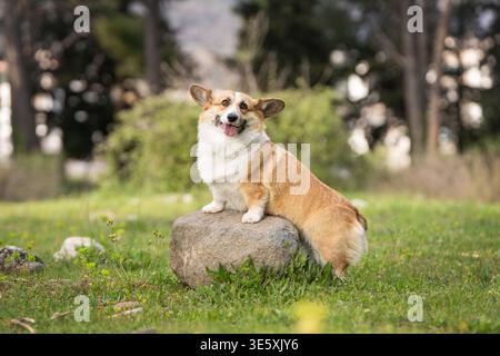 Pembroke Welsh Corgi sitzt auf Rock in Park mit grünem Hintergrund und weichem natürlichem Licht Stockfoto
