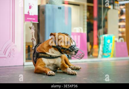 Brauner Pitbull Typ Hund mit Maulkorb auf Gehsteig in der Nähe des Schaufensters, städtisches Tierleben, Sicherheitsausrüstung, ruhiges Verhalten im Freien, Stadtszene Stockfoto