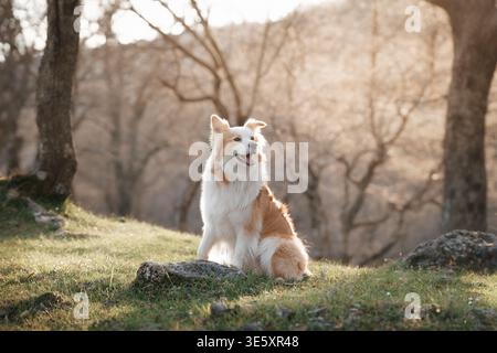 Border Collie Sitting on Rock in Natural Landscape Porträt: Eleganter Border Collie posiert ruhig in landschaftlich reizvoller Umgebung. Stockfoto