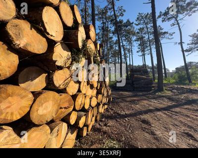 Eine perspektivische Aufnahme von gestapelten Holzstämmen im Perimetro Florestal das Dunas de Ovar. Das goldene Sonnenlicht beleuchtet die frisch geschnittene Holzmaserung während Stockfoto