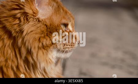 Profilporträt einer Ingwer langhaarigen Katze im Freien. Stockfoto