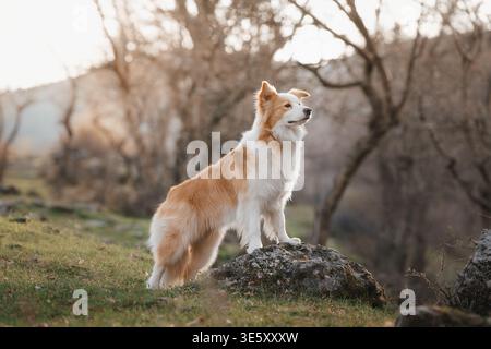Border Collie stehend auf dem Felsen Blick in Golden Light: Eleganter Border Collie, der in warmer Sonnenuntergangsbeleuchtung nach oben blickt. Stockfoto