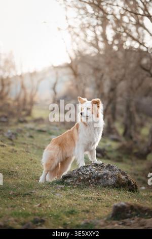 Border Collie sitzt auf Felsen im warmen Abendlicht: Ruhiger Border Collie sitzt in der goldenen Stunde in der Natur. Stockfoto