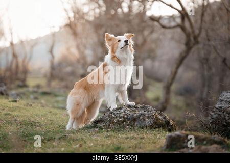Border Collie steht stolz auf Rock in Nature: Selbstbewusster Border Collie posiert auf einem erhöhten Felsen in ländlicher Umgebung. Stockfoto
