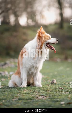Border Collie sitzt in Meadow und blickt zur Seite: Porträt von Border Collie, der ruhig auf freiem Feld sitzt. Stockfoto