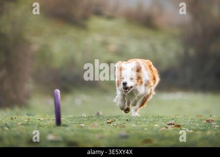 Border Collie läuft schnell auf Flying Disc im offenen Feld zu Stockfoto