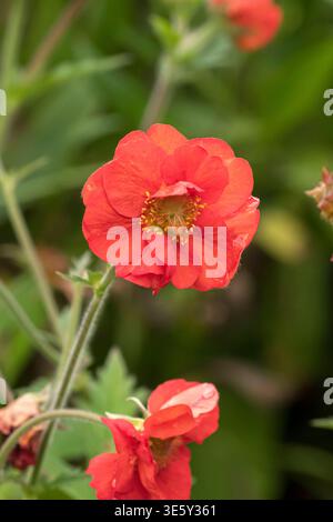 Nelkenwurz Geum SCHARLACH TEMPEST McPHRM *** Nelkenwurzel Geum SCHARLACH TEMPEST McPHRM McPHRM Stockfoto