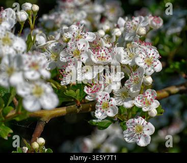 Weißdorn oder Maiblüte auf Bush - Crataegus monogyna Stockfoto