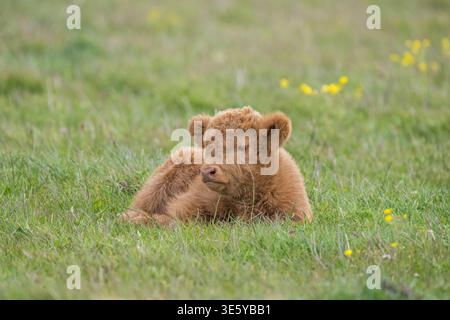 Hochlandkalb auf einem Feld, Nahaufnahme Stockfoto