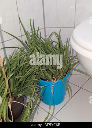 Bewachsene Aloe-Pflanzen Von Toilettenecke. Feuchtes Badezimmer Mit Aloe Und Plastikbehälter Details. Nahaufnahme von Aloe-Laub, das aus Blue Eimer N überfließt Stockfoto