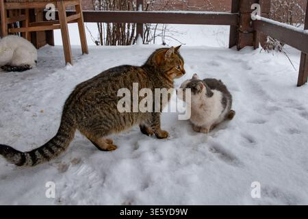 Zwei Katzen sitzen auf verschneiten Böden in der Nähe von Glastüren im Winter im Freien Stockfoto