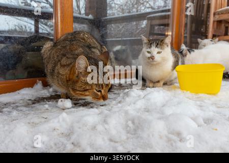 Zwei Katzen sitzen auf verschneiten Böden in der Nähe von Glastüren im Winter im Freien Stockfoto
