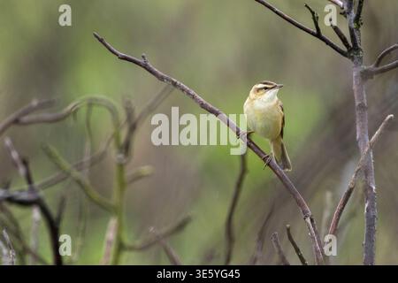 Sedge Warbler, Acrocephalus schoenobaenus, in Unterholz gewachsen, Burbo Bank, Seftton, Merseyside, Großbritannien Stockfoto