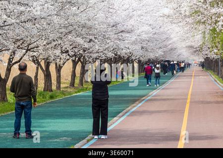 Pfad im Park von Hanam City in Südkorea, flankiert von Kirschblüten in voller Blüte. Man sieht Menschen, die den Weg entlang laufen und Fotos machen. Stockfoto