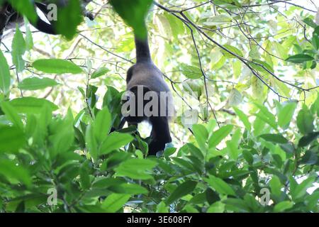 Blick auf einen dunklen Affen hängt inmitten von lebendigem grünem Laub, dessen Schwanz einen Zweig packt, Roxana, Provinz Limón, Costa Rica. Stockfoto