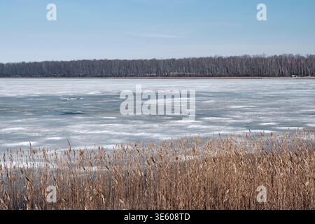 Malerische Frühlingslandschaft des Podbornoje-Sees in Tscheljabinsk, Russland. Gefrorenes Wasser, trockenes Schilf und ferne Birkenwälder unter klarem blauem Himmel. Stockfoto