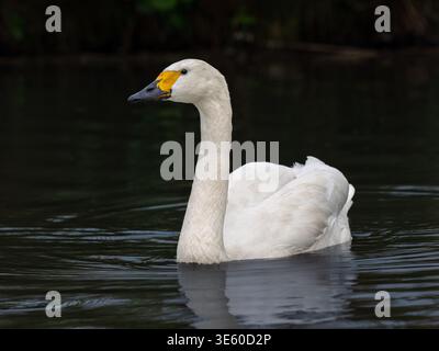 Bewick Schwan Stockfoto