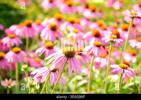 Hummel auf einer Echinacea-Blüte (violetter Koneflor) an einem Sommertag. Stockfoto